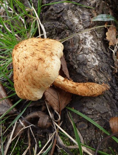Side profile of a young cap showing the shaggy cap.